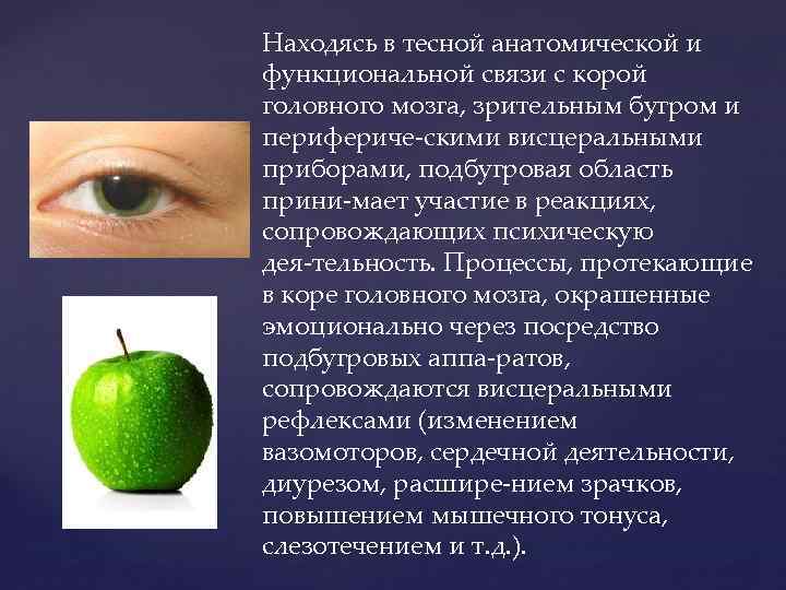 Находясь в тесной анатомической и функциональной связи с корой головного мозга, зрительным бугром и