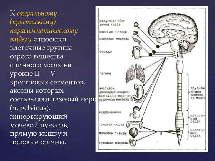 К сакральному (крестцовому) парасимпатическому отделу относятся клеточные группы серого вещества спинного мозга на уровне