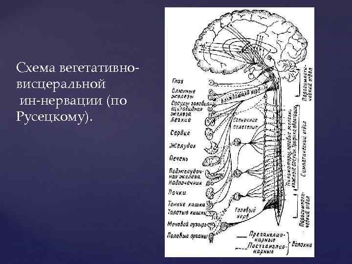 Схема вегетативно висцеральной ин нервации (по Русецкому). 