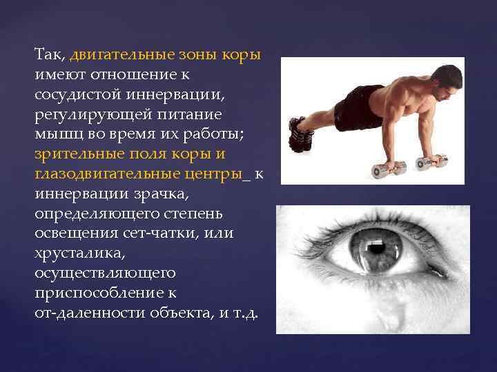 Так, двигательные зоны коры имеют отношение к сосудистой иннервации, регулирующей питание мышц во время