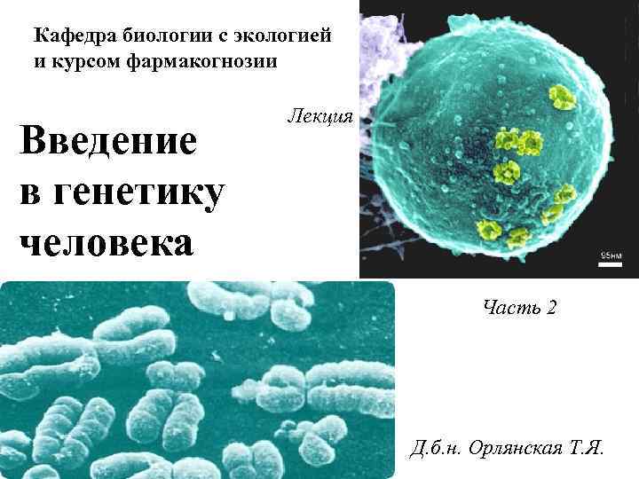 Кафедра биологии с экологией и курсом фармакогнозии Введение в генетику человека Лекция Часть 2