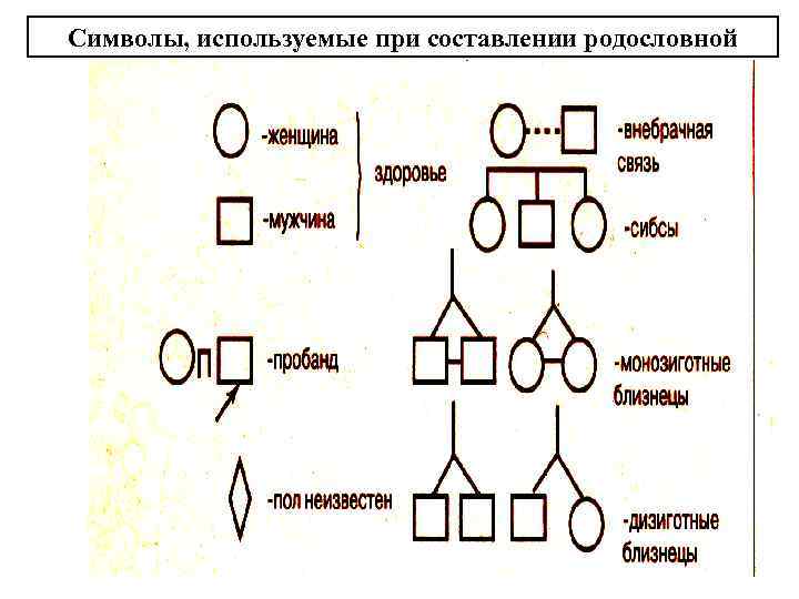 Символы, используемые при составлении родословной 