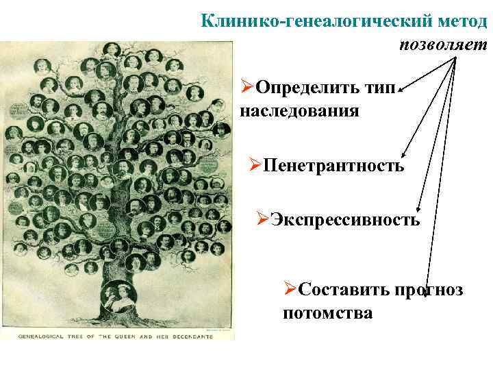 Клинико-генеалогический метод позволяет : ØОпределить тип наследования ØПенетрантность ØЭкспрессивность ØСоставить прогноз потомства 