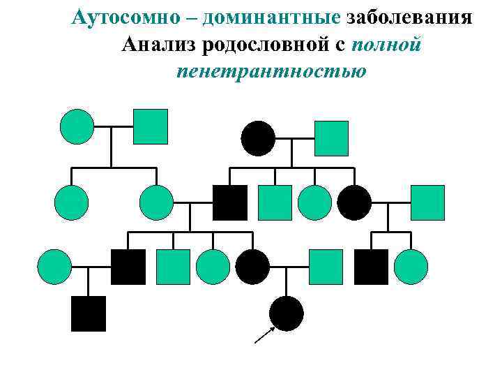 Аутосомно – доминантные заболевания Анализ родословной с полной пенетрантностью 