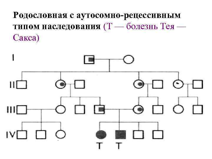 Родословная с аутосомно-рецессивным типом наследования (Т — болезнь Тея — Сакса) 