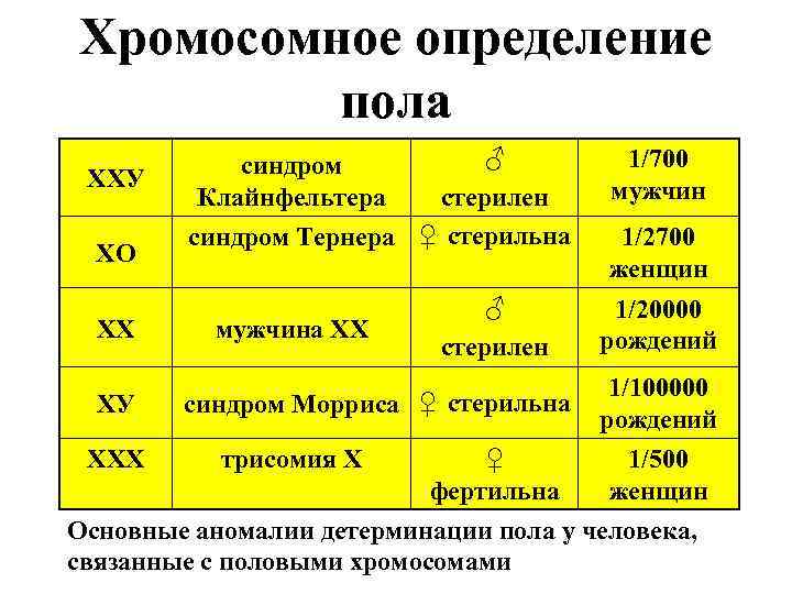 Хромосомное определение пола ХХУ ХО ХХ ХУ ♂ синдром Клайнфельтера стерилен синдром Тернера ♀