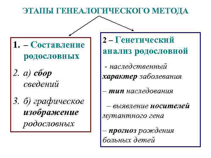 ЭТАПЫ ГЕНЕАЛОГИЧЕСКОГО МЕТОДА 1. – Составление родословных 2. а) сбор сведений 3. б) графическое