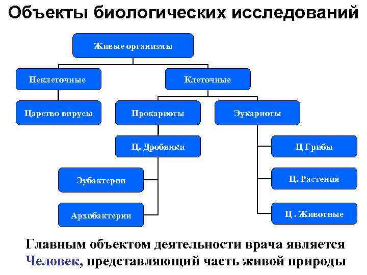 Объект изучения биологии 3