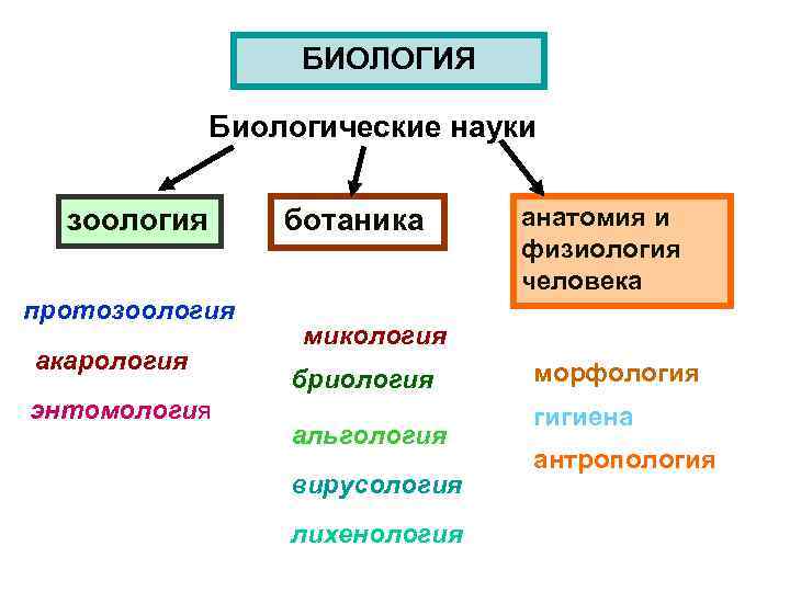БИОЛОГИЯ Биологические науки зоология протозоология акарология энтомология ботаника анатомия и физиология человека микология бриология