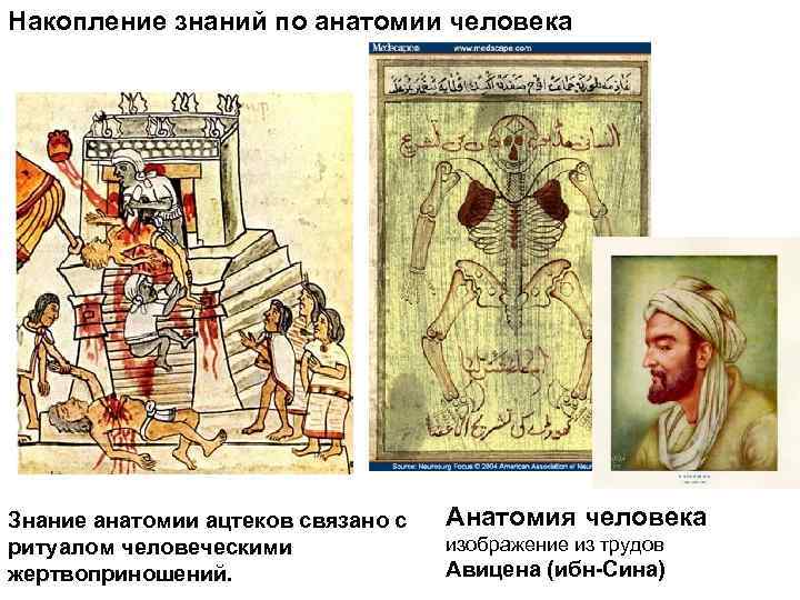 Накопление знаний по анатомии человека Знание анатомии ацтеков связано с ритуалом человеческими жертвоприношений. Анатомия