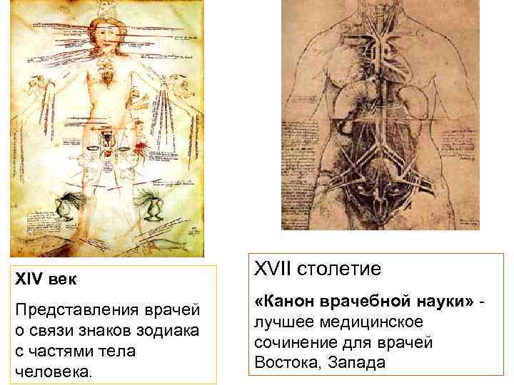 XIV век Представления врачей о связи знаков зодиака с частями тела человека. XVII столетие