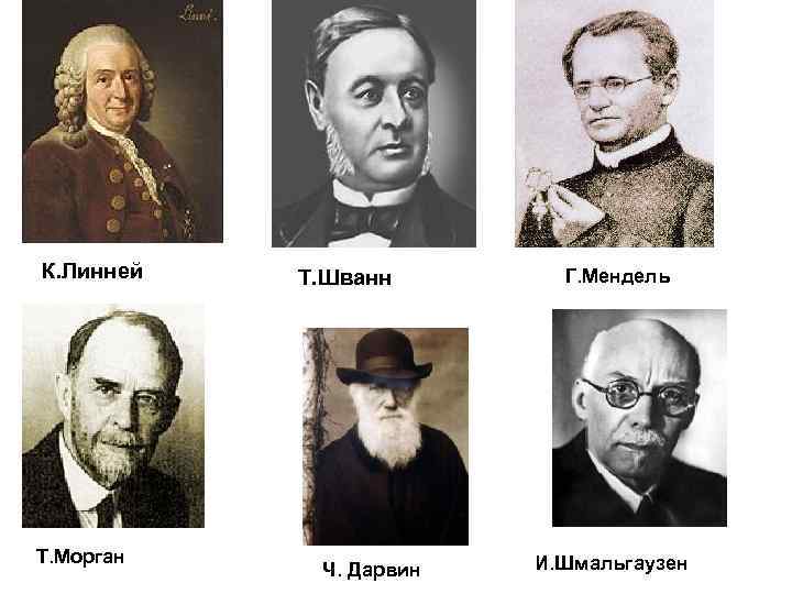 К. Линней Т. Морган Т. Шванн Ч. Дарвин Г. Мендель И. Шмальгаузен 