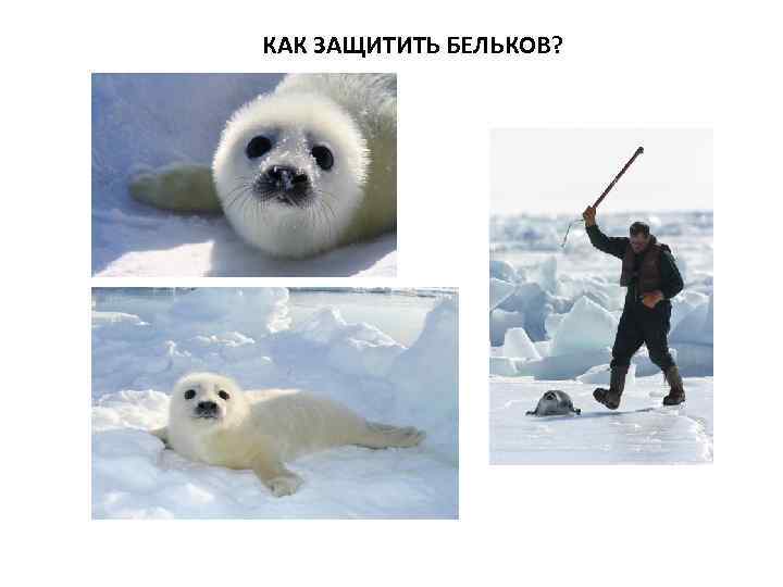 КАК ЗАЩИТИТЬ БЕЛЬКОВ? 