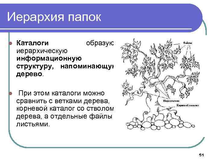 Иерархия папок l Каталоги образуют иерархическую информационную структуру, напоминающую дерево. l При этом каталоги