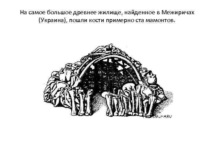 На самое большое древнее жилище, найденное в Межиричах (Украина), пошли кости примерно ста мамонтов.