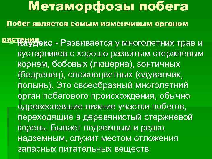 Метаморфозы побега Побег является самым изменчивым органом растения § Каудекс - Развивается у многолетних