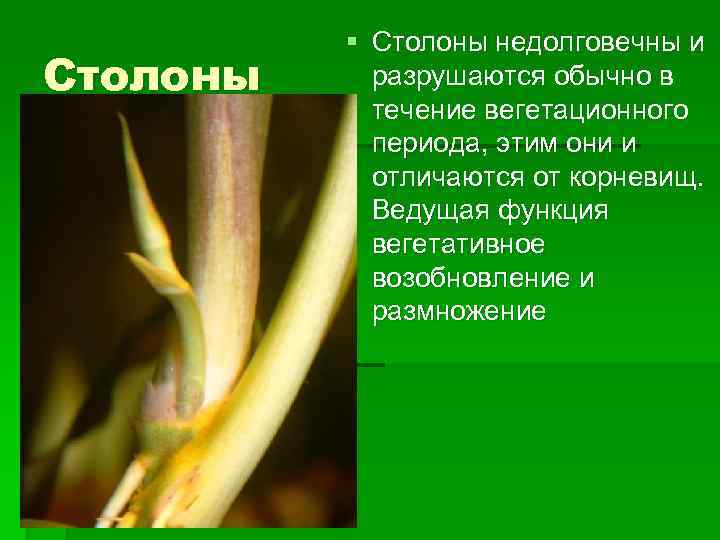 Столоны. Столоны функции. Функции столонов у растений. Столон отличается от корневища.