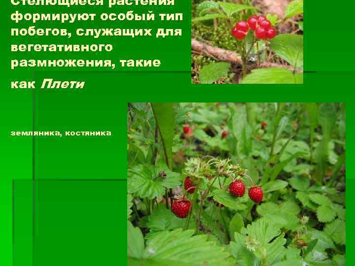 Стелющиеся растения формируют особый тип побегов, служащих для вегетативного размножения, такие как Плети земляника,