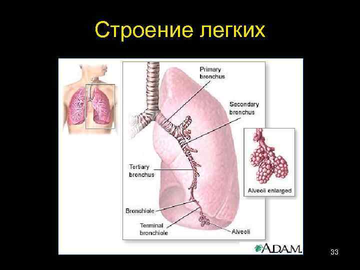 Строение легких 33 