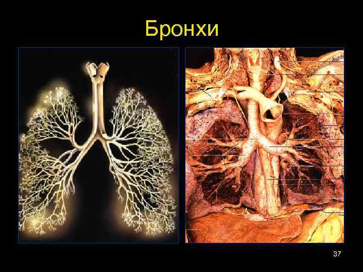 Бронхи 37 