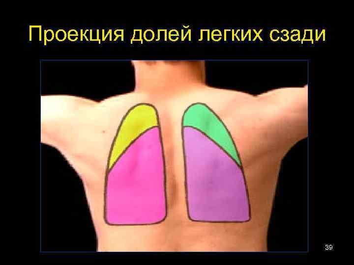 Проекция долей легких сзади 39 