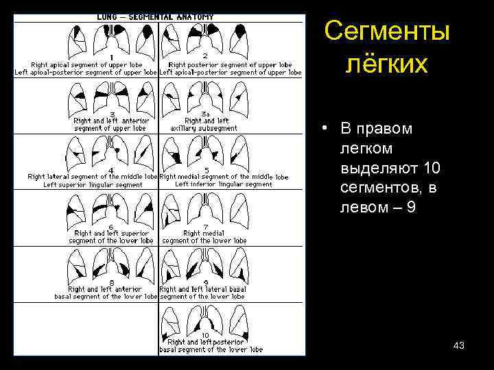 Сегменты лёгких • В правом легком выделяют 10 сегментов, в левом – 9 43