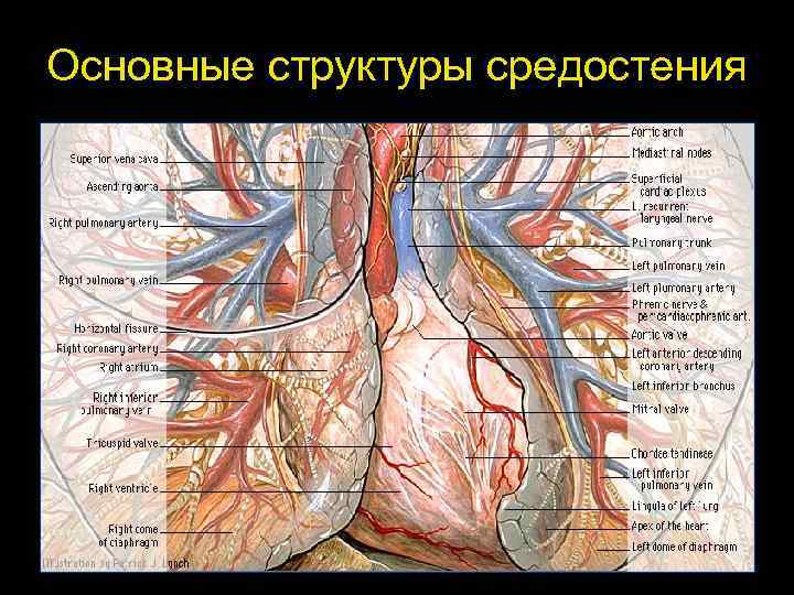 Основные структуры средостения 48 