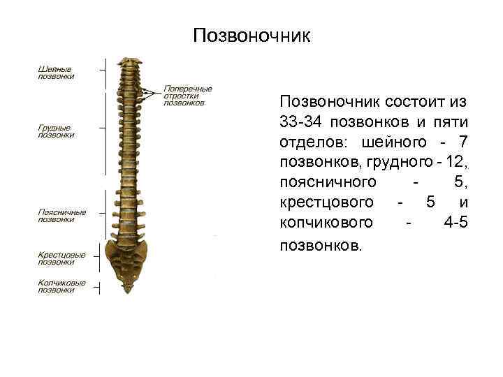 Позвоночник состоит из 33 -34 позвонков и пяти отделов: шейного - 7 позвонков, грудного