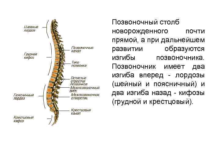 Позвоночный столб новорожденного почти прямой, а при дальнейшем развитии образуются изгибы позвоночника. Позвоночник имеет