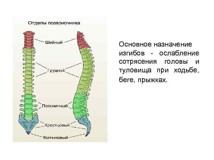 Основное назначение изгибов - ослабление сотрясения головы и туловища при ходьбе, беге, прыжках. 