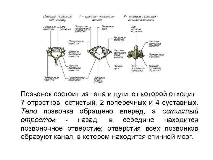 Позвонок состоит из тела и дуги, от которой отходит 7 отростков: остистый, 2 поперечных