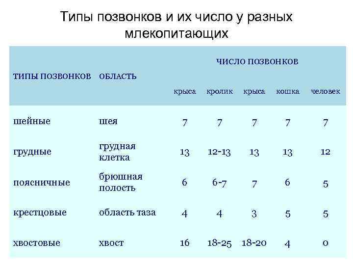 Типы позвонков и их число у разных млекопитающих ЧИСЛО ПОЗВОНКОВ ТИПЫ ПОЗВОНКОВ ОБЛАСТЬ крыса