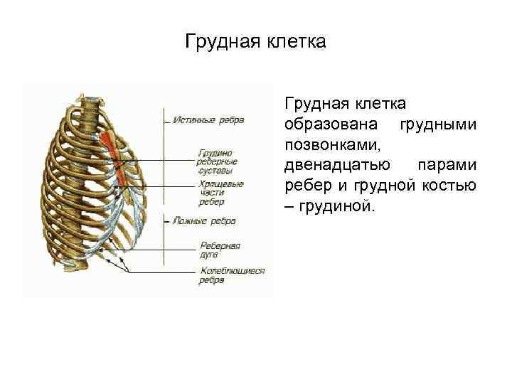 Грудная клетка образована грудными позвонками, двенадцатью парами ребер и грудной костью – грудиной. 