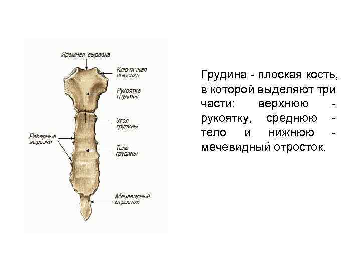 Грудина - плоская кость, в которой выделяют три части: верхнюю рукоятку, среднюю тело и