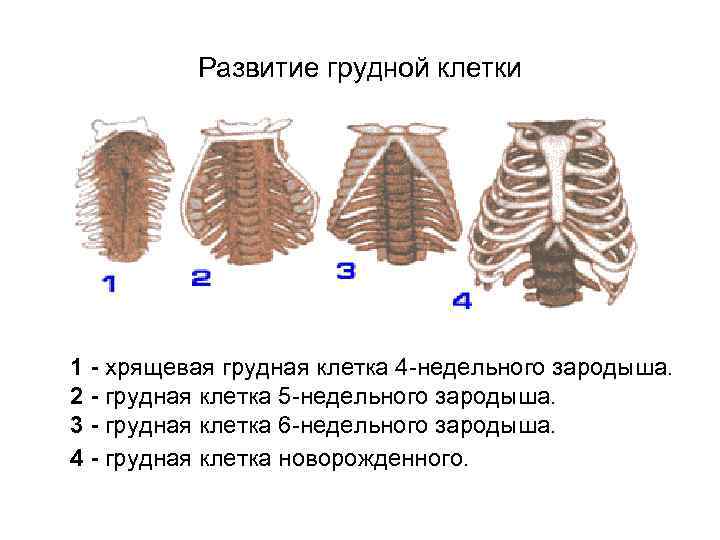 Развитие грудной клетки 1 - хрящевая грудная клетка 4 -недельного зародыша. 2 - грудная