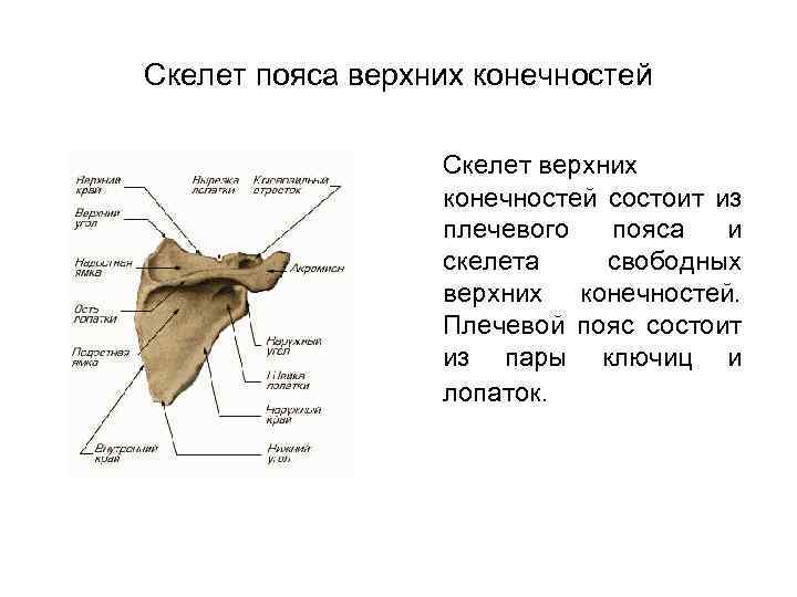 Скелет пояса верхних конечностей Скелет верхних конечностей состоит из плечевого пояса и скелета свободных