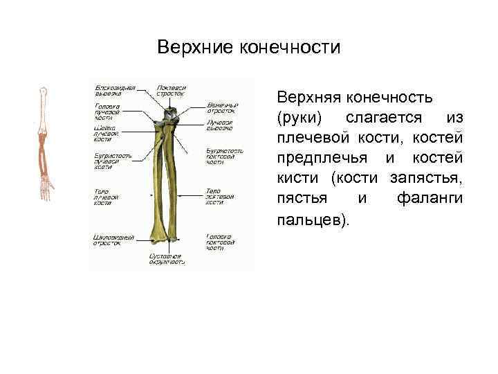 Верхние конечности Верхняя конечность (руки) слагается из плечевой кости, костей предплечья и костей кисти