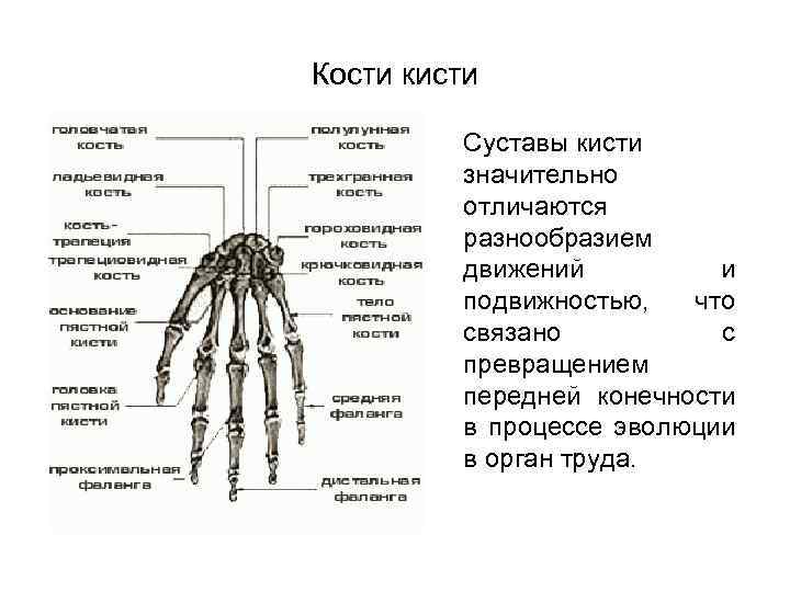 Кости кисти Суставы кисти значительно отличаются разнообразием движений и подвижностью, что связано с превращением