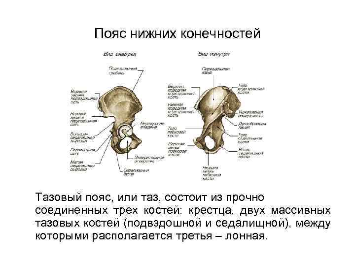 Пояс нижних конечностей Тазовый пояс, или таз, состоит из прочно соединенных трех костей: крестца,