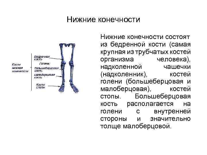 Нижние конечности состоят из бедренной кости (самая крупная из трубчатых костей организма человека), надколенной