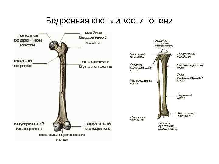 Бедренная кость и кости голени 