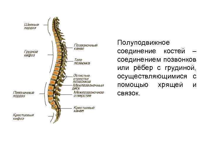 Полуподвижное соединение костей – соединением позвонков или рёбер с грудиной, осуществляющимися с помощью хрящей