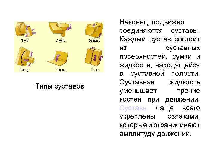 Типы суставов Наконец, подвижно соединяются суставы. Каждый сустав состоит из суставных поверхностей, сумки и