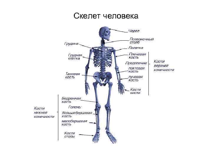 Скелет человека 