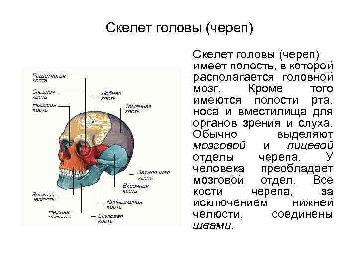 Скелет головы (череп) имеет полость, в которой располагается головной мозг. Кроме того имеются полости