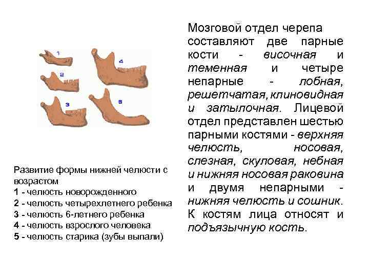 Развитие формы нижней челюсти с возрастом 1 - челюсть новорожденного 2 - челюсть четырехлетнего