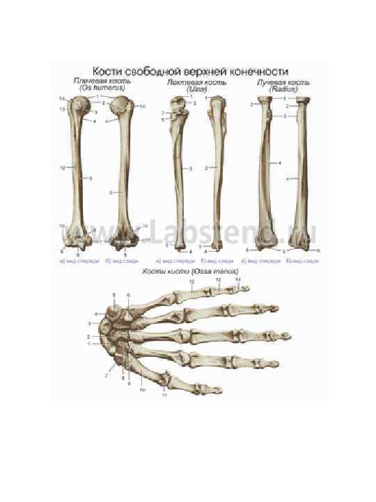 Свободная верхняя кость. Кости и соединения свободной верхней конечности. Кости верхней конечности строение соединение. Строение и соединение костей свободной верхней конечности. Кости верхней конечности анатомия соединения.