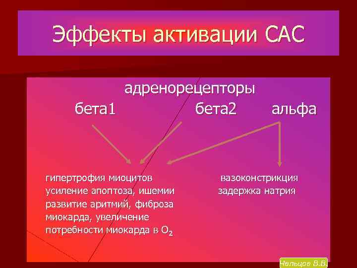 Эффекты активации САС адренорецепторы бета 1 бета 2 альфа гипертрофия миоцитов усиление апоптоза, ишемии