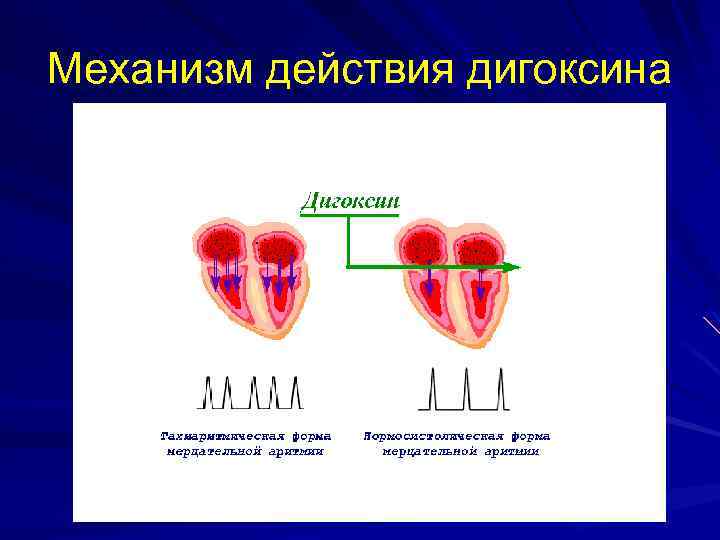 Механизм действия дигоксина 