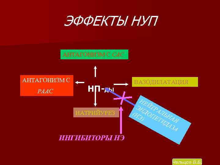 ЭФФЕКТЫ НУП АНТАГОНИЗМ С САС АНТАГОНИЗМ С РААС НП-ДЫ НАТРИЙУРЕЗ ВАЗОДИЛАТАЦИЯ НЕ ЭН ЙТР